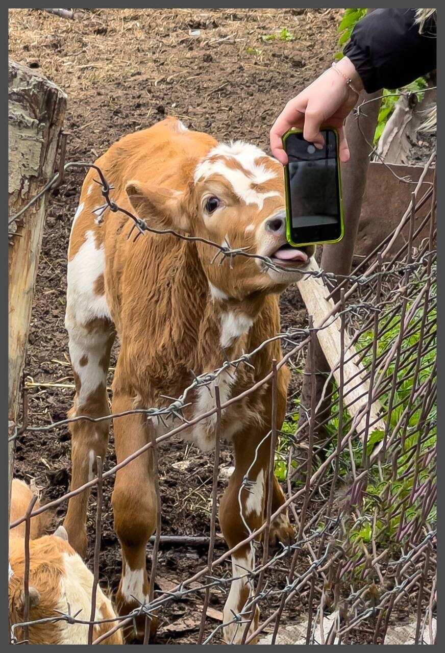 Осетия на Максималках (43/68)