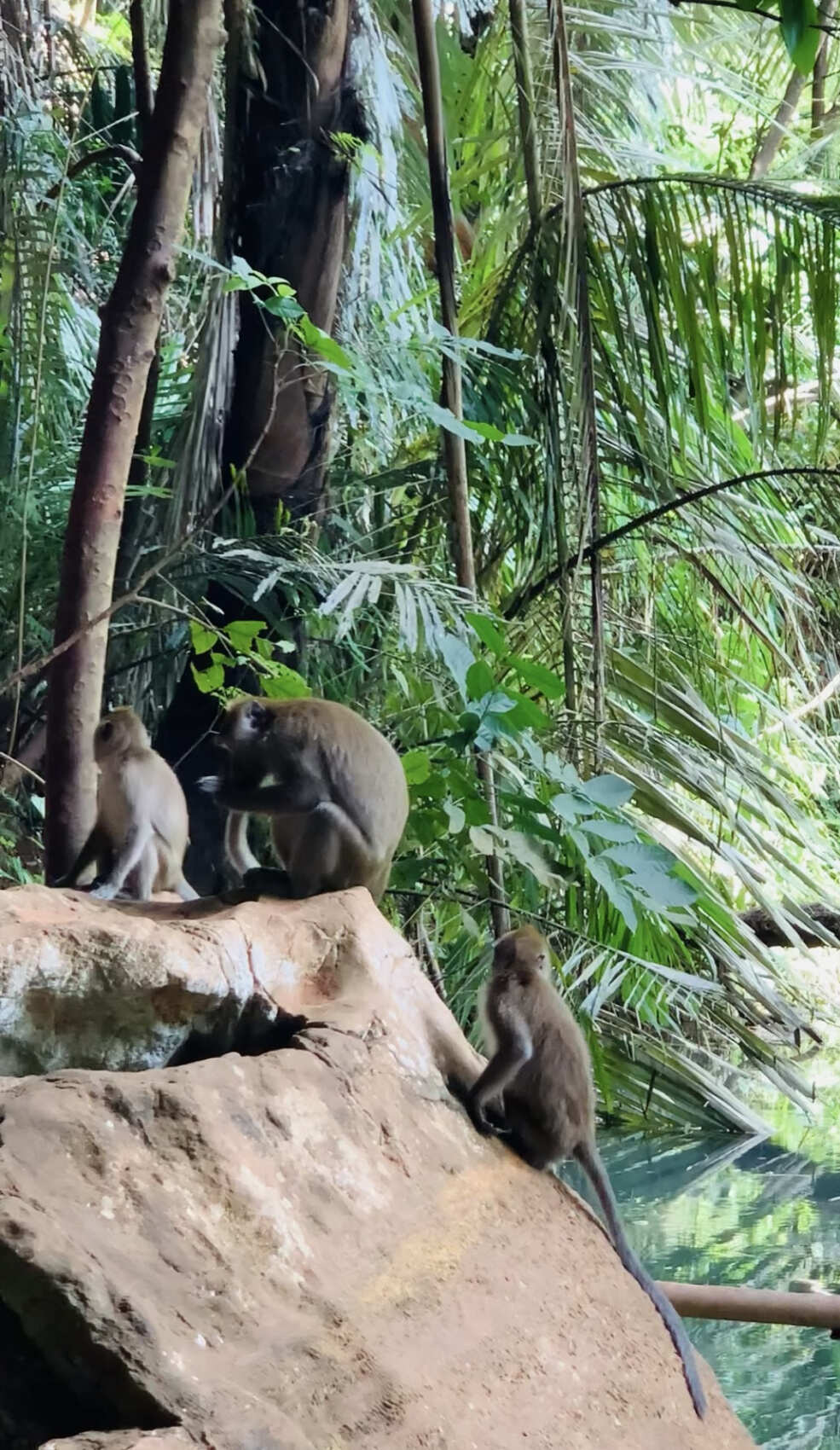 Путешествие на необитаемые острова архипелага Phi Phi. Сноркелинг с черепахами (38/41)