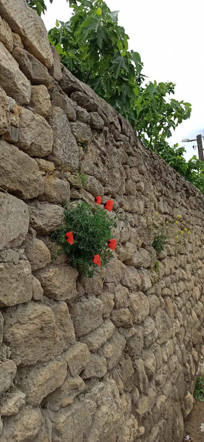 Ахульго, Ботлих, Рахата. (6/8)