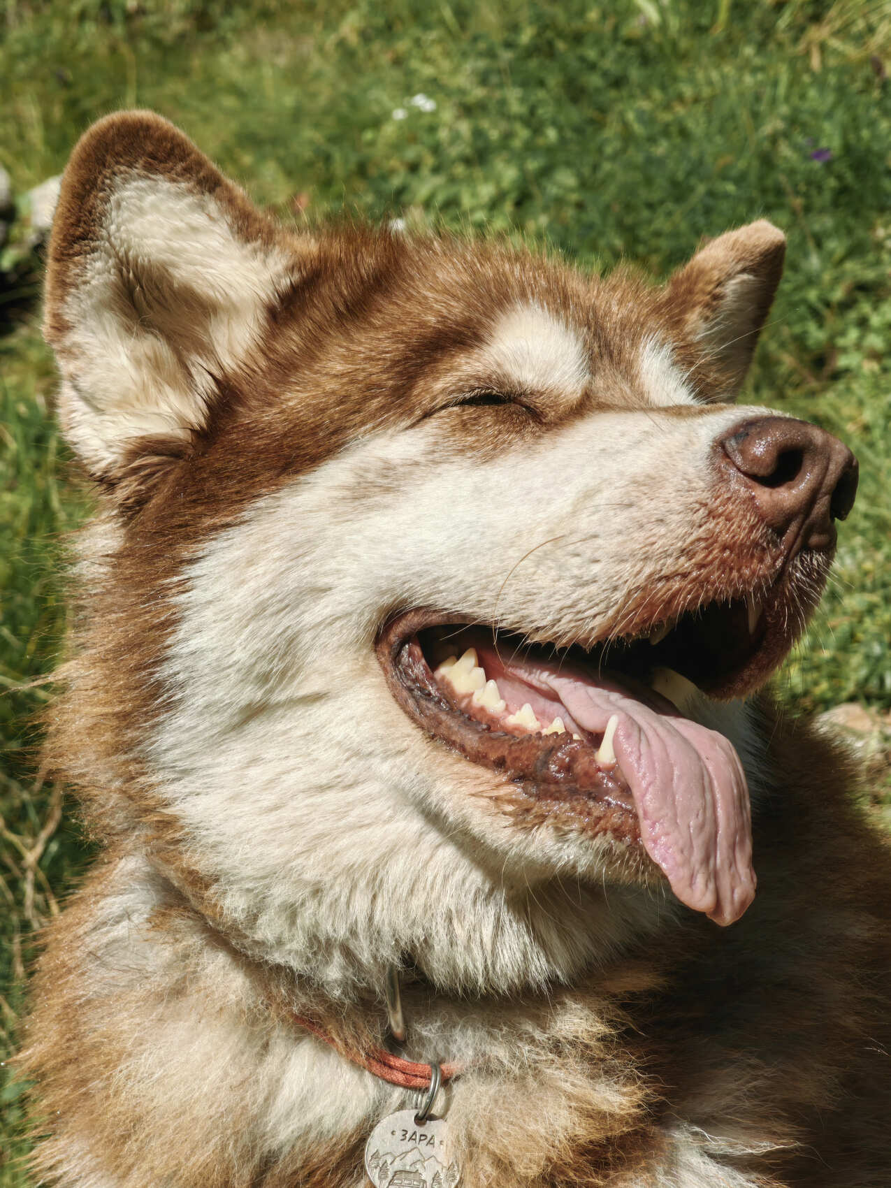 Прогулки по Осетии (Цей+Дигория) в компании маламута. (10/20)