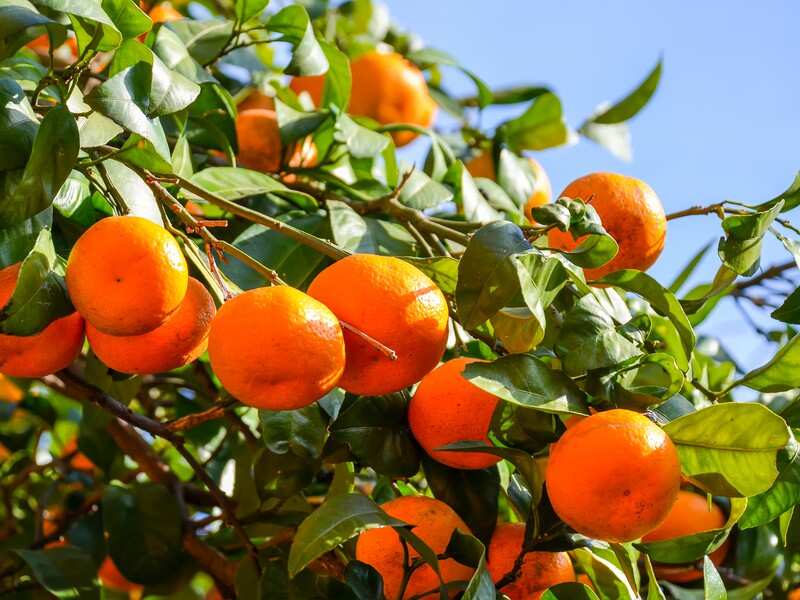 Индивидуальная Экскурсия в крепость Гонио и Батумский Ботанический сад (2/7)