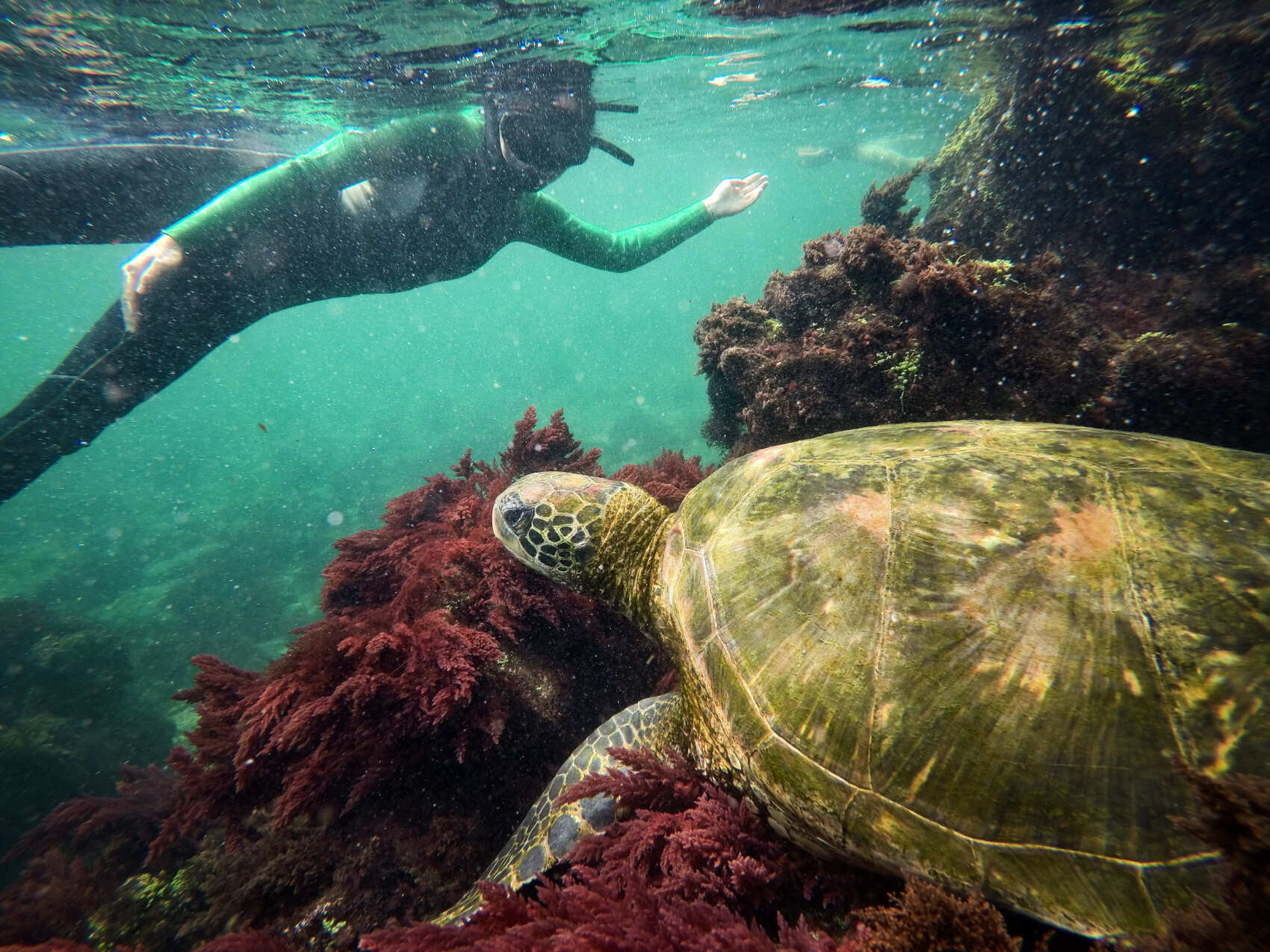 5 дней открытия дикой природы Галапагосских островов (2 необитаемых острова) (4/7)