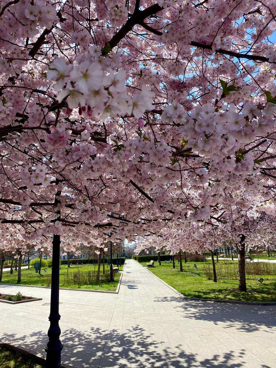 Цветение в Чечне. Сакура, магнолия, маки! (7/29)