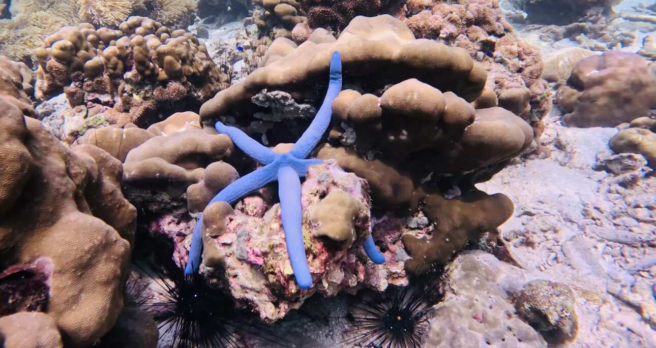 Путешествие на необитаемые острова архипелага Phi Phi. Сноркелинг с черепахами (12/41)