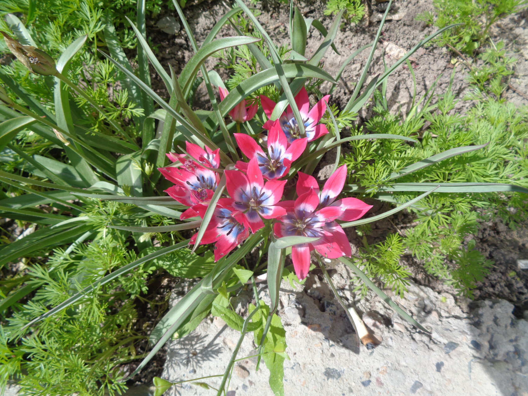 Калмыкия, тюльпанные поля, озеро Баскунчак и Золотая Элиста (5дн./5 ноч.) (3/51)