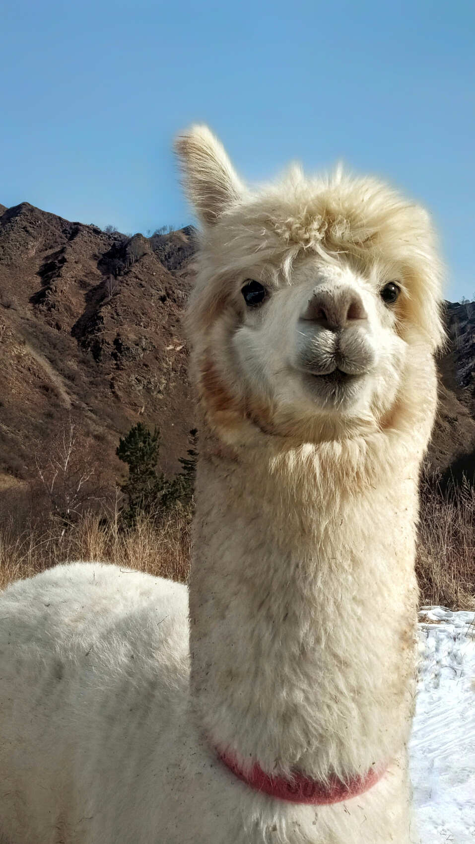 Индивидуальная поездка на ферму альпак — День с плюшевыми милашками (1/18)