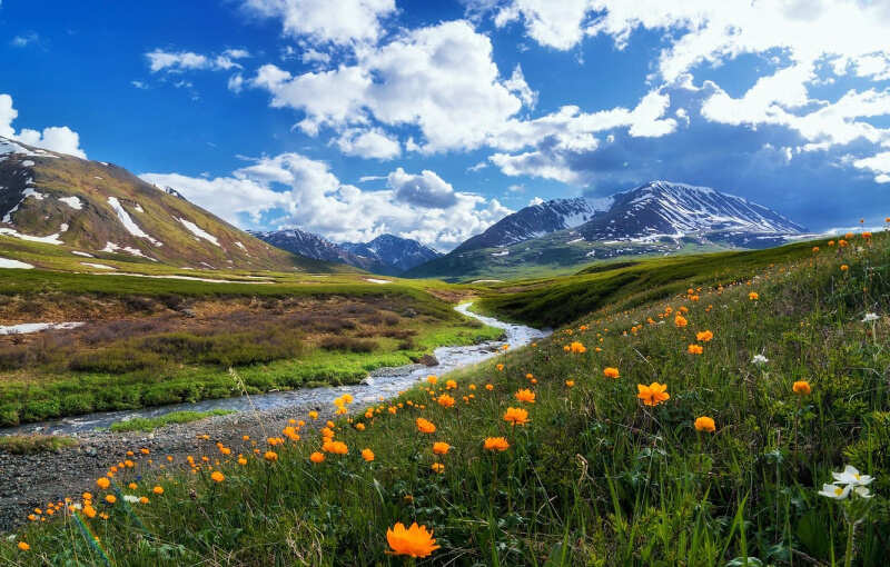 Алтайская сакура (3/17)