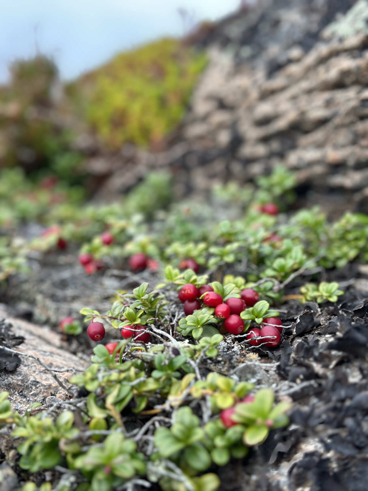 Тайны Белого моря. Архипелаг Кузова (14/39)