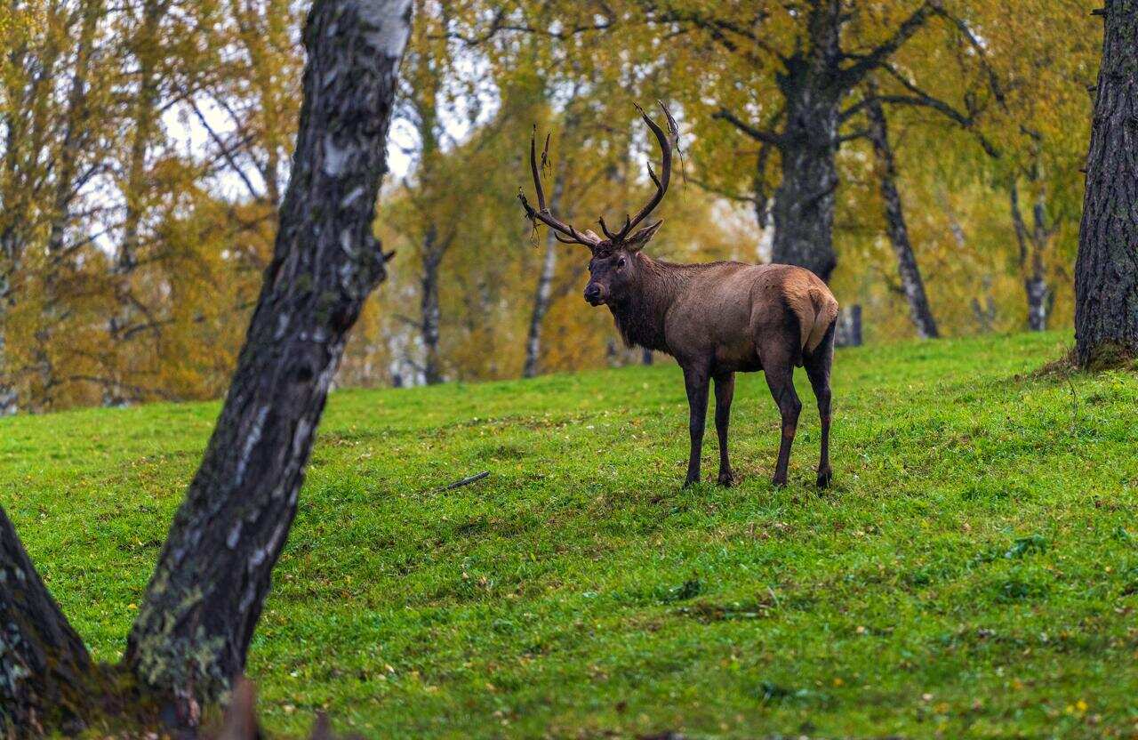 Первое знакомство с Алтаем (Чемальский район) (7/15)