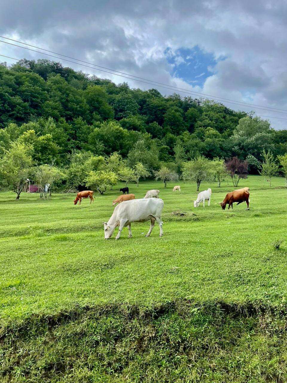 Чечня. Погружение! (3/25)