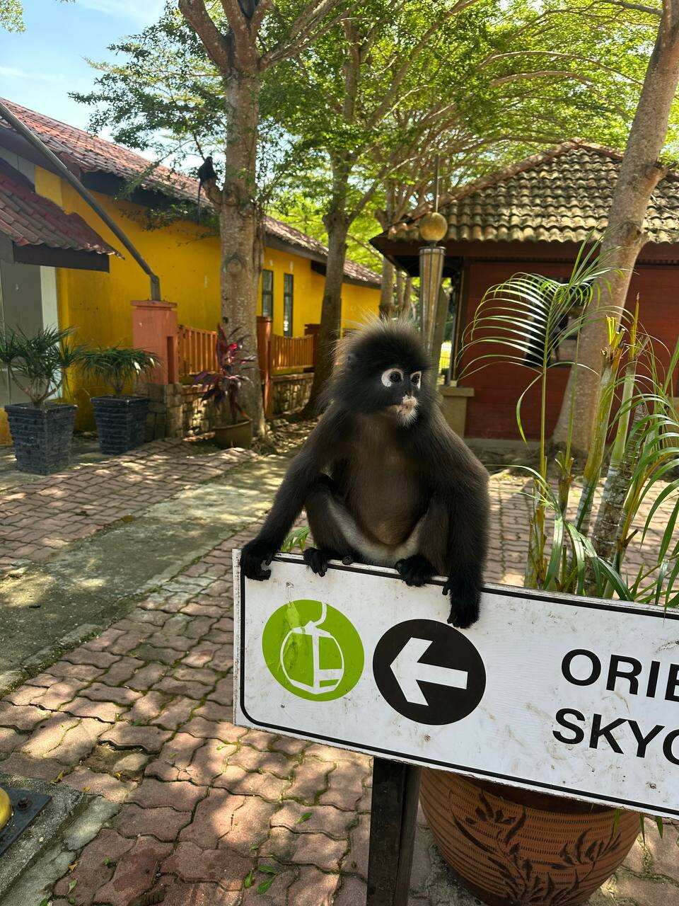 Лангкави, Малайзия: остров и столица, самый комфортный тур! (50/82)