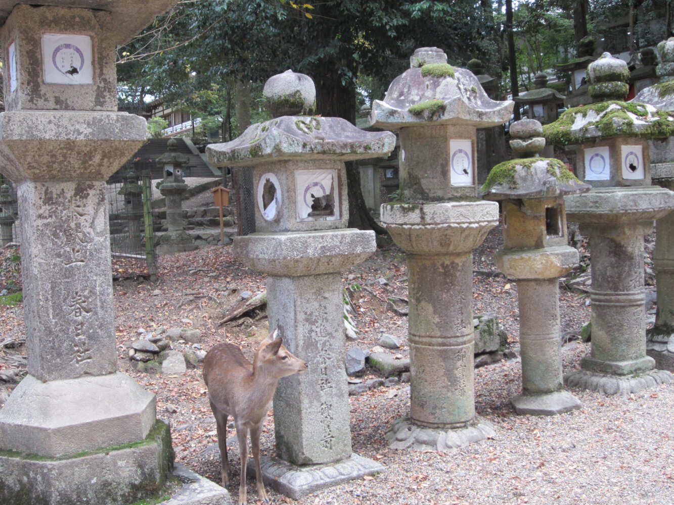 Активный тур в Японию (33/72)