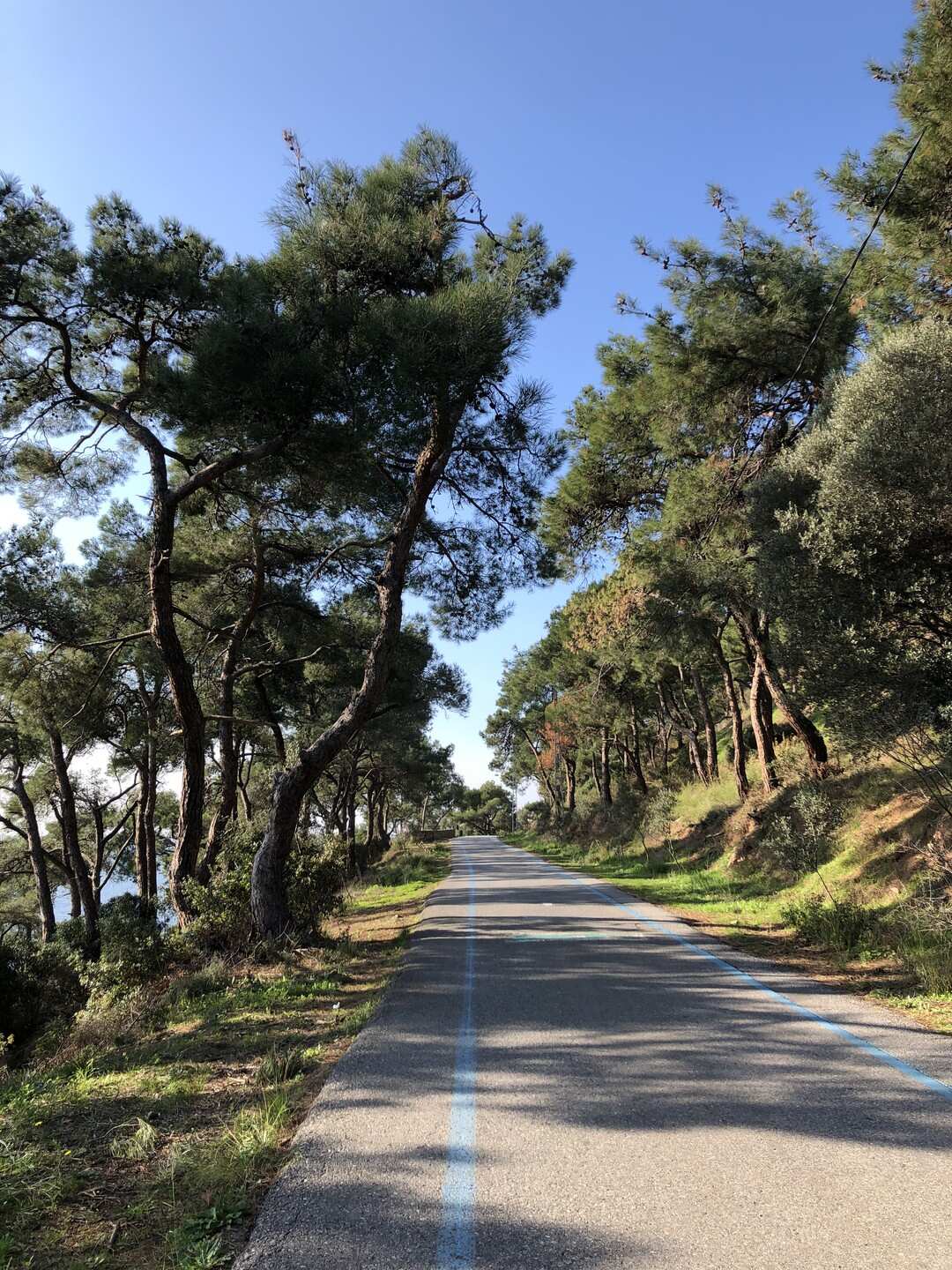 Самый зеленый из Принцевых островов — круглый год (8/11)