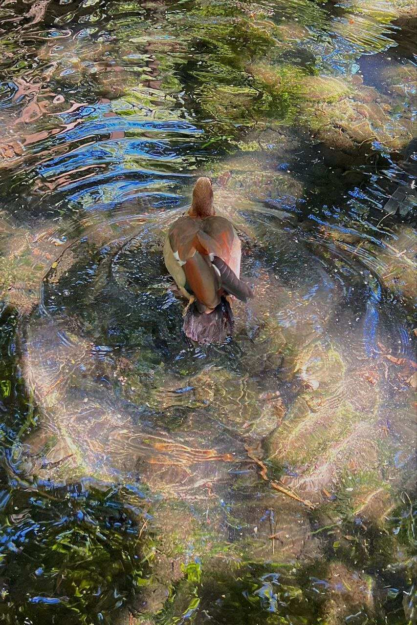 Сокровище Маврикия-Горбатые Киты И Кашалоты (24/52)