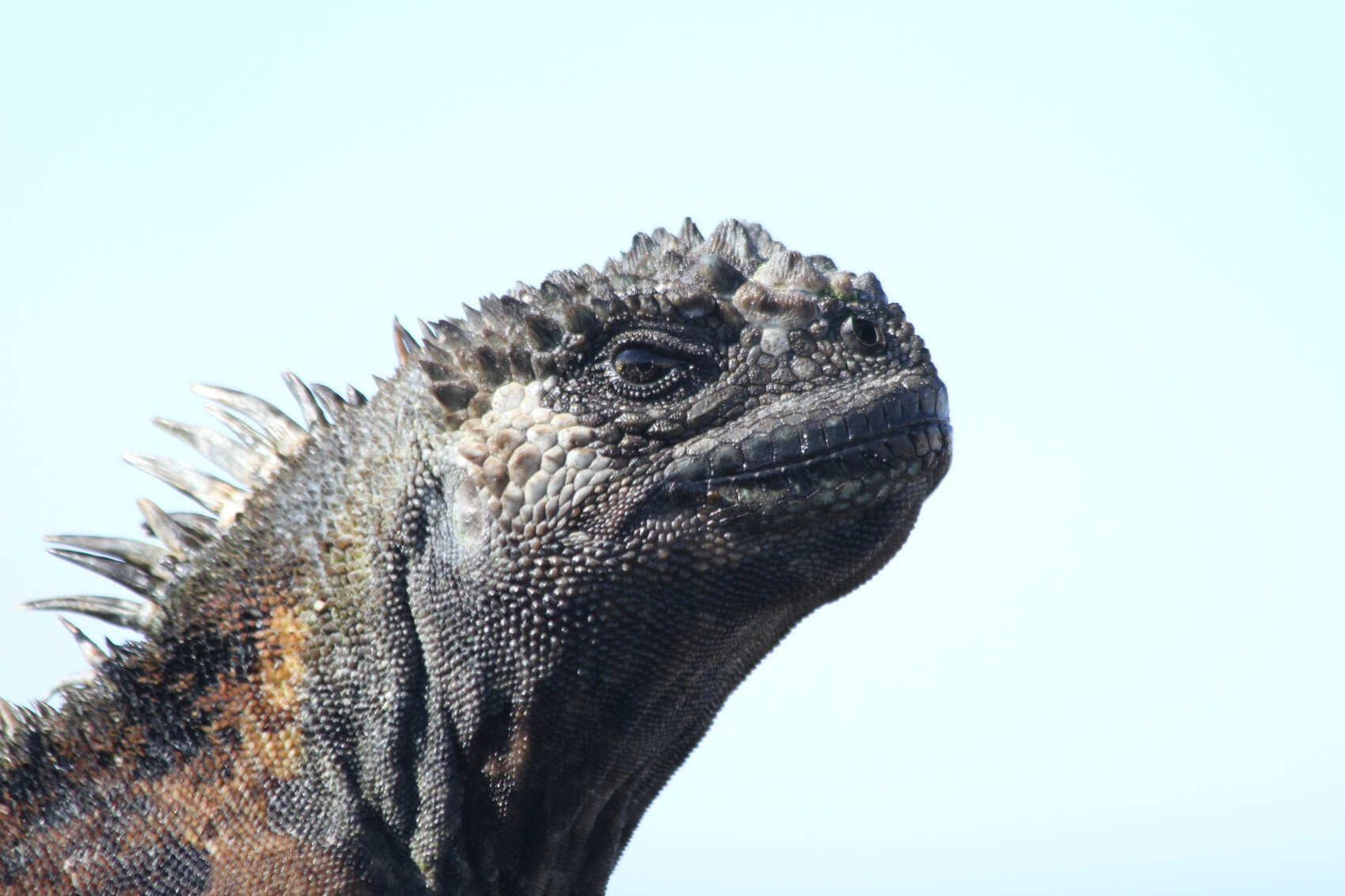 8-дневная прогулка по Галапагосским островам в Санта-Круз и Исабеле (5/31)