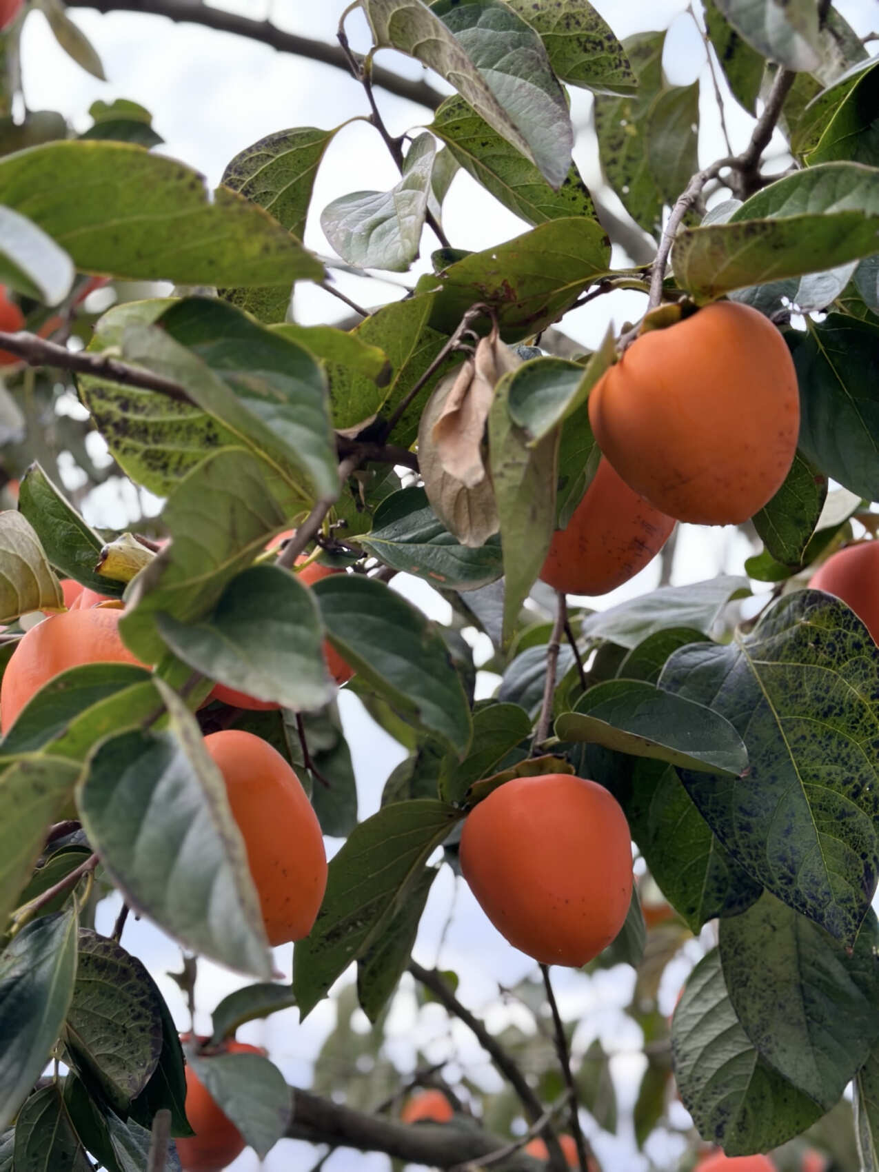 Увидеть весь Азербайджан за 8 дней (105/201)