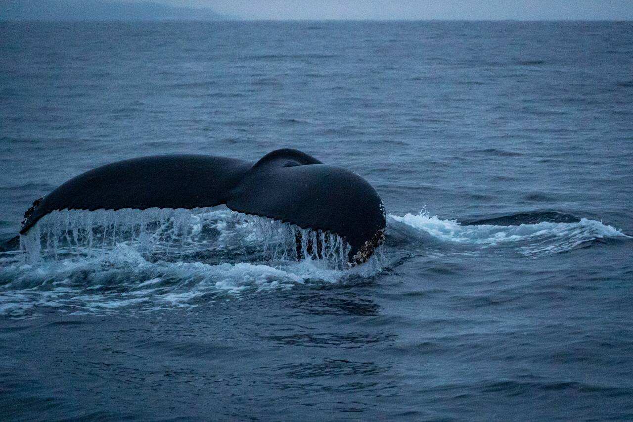 Жизнь на корабле! Киты, Териберка (10/34)