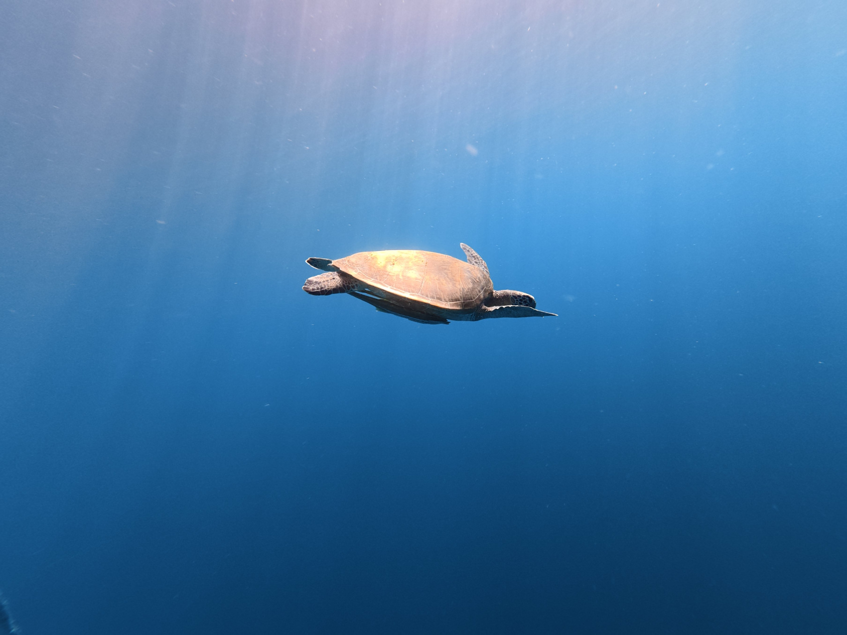 Приключения на Филиппинах: рейд по островам, джунгли и подводный мир (109/150)