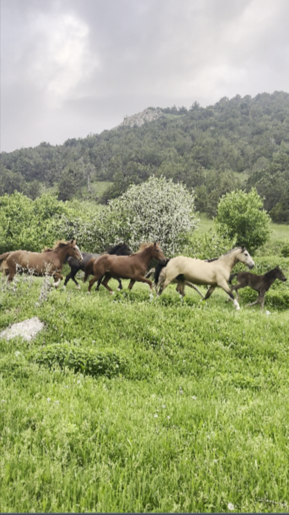 В сердце природы и пикник с видом на вершины (6/8)