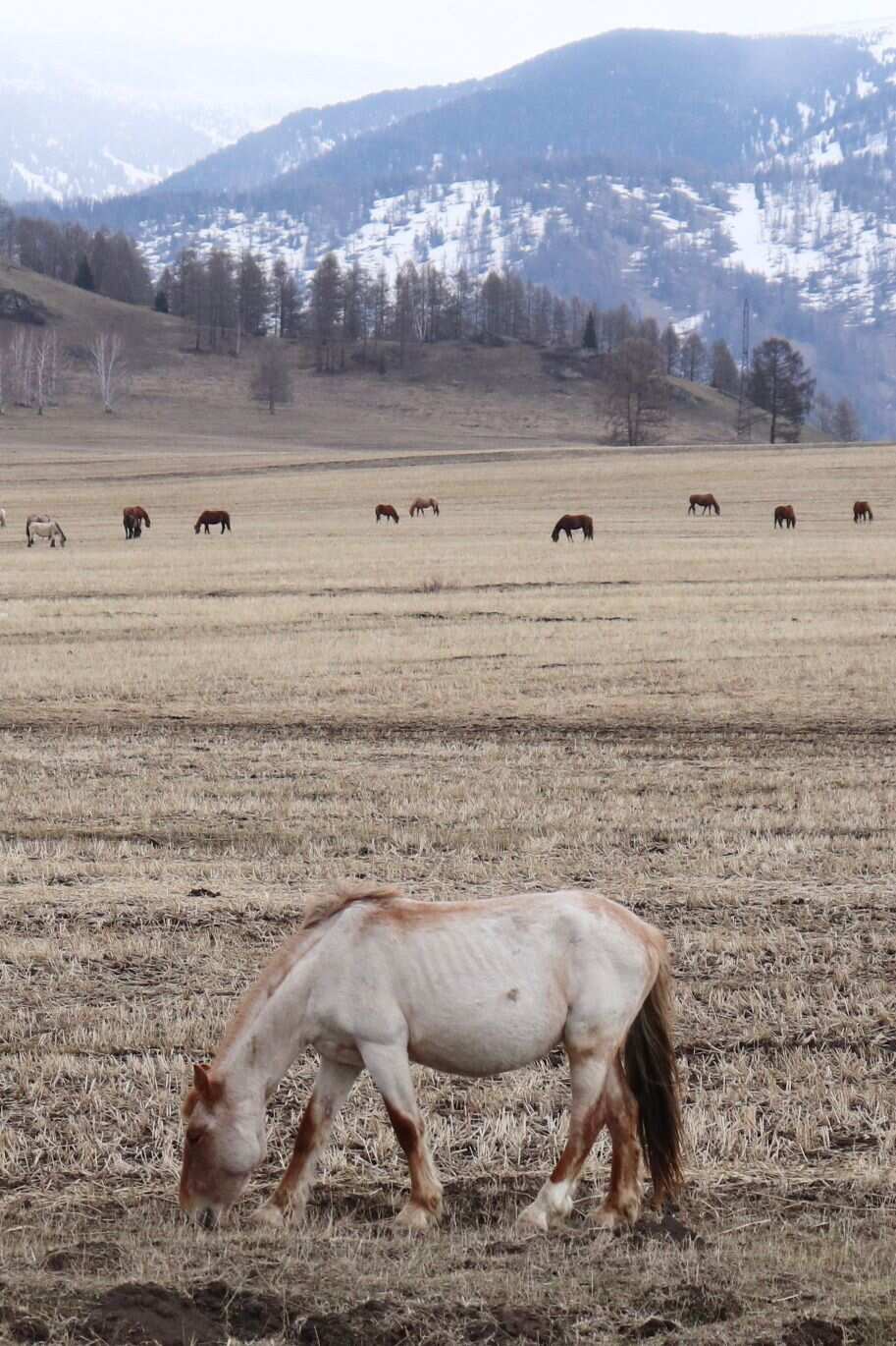  Усть-Кокса и Мультинские озера: горы и степи, старообрядцы и Рерих  (15/25)