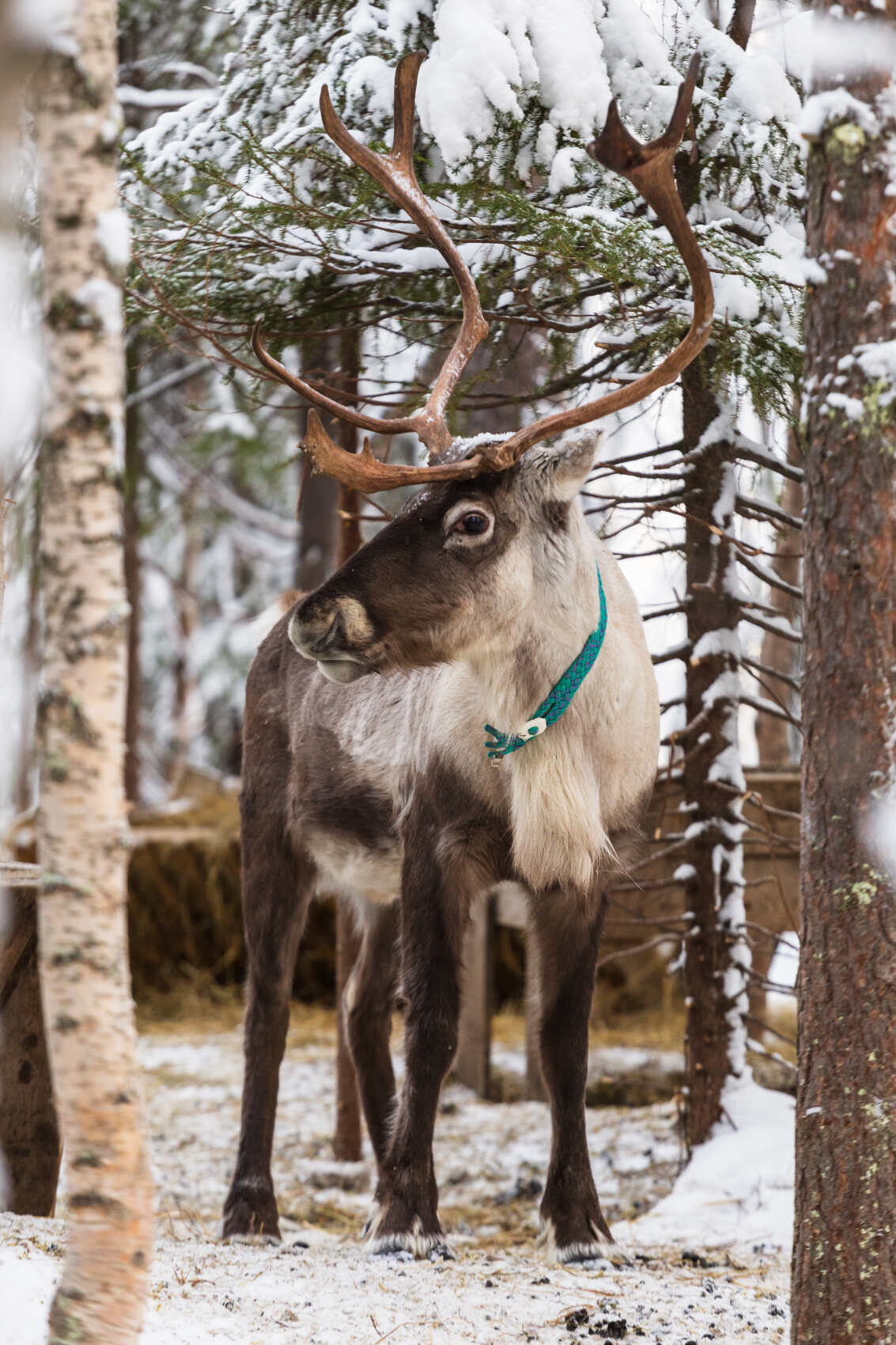 Саамские мотивы. Этнический парк (7/16)
