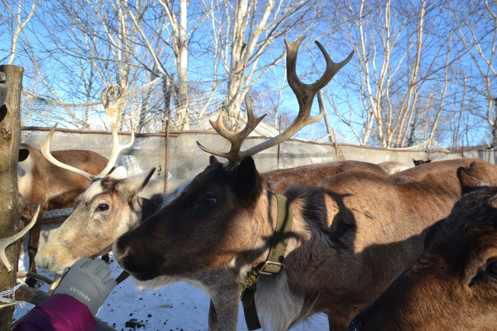 Камчатская зима (8/30)