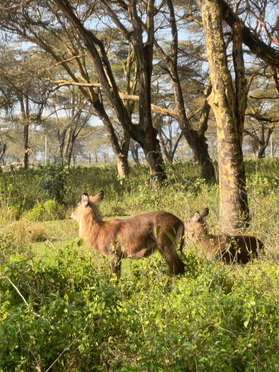 Четырехдневное сафари по сердцу Кении (7/18)