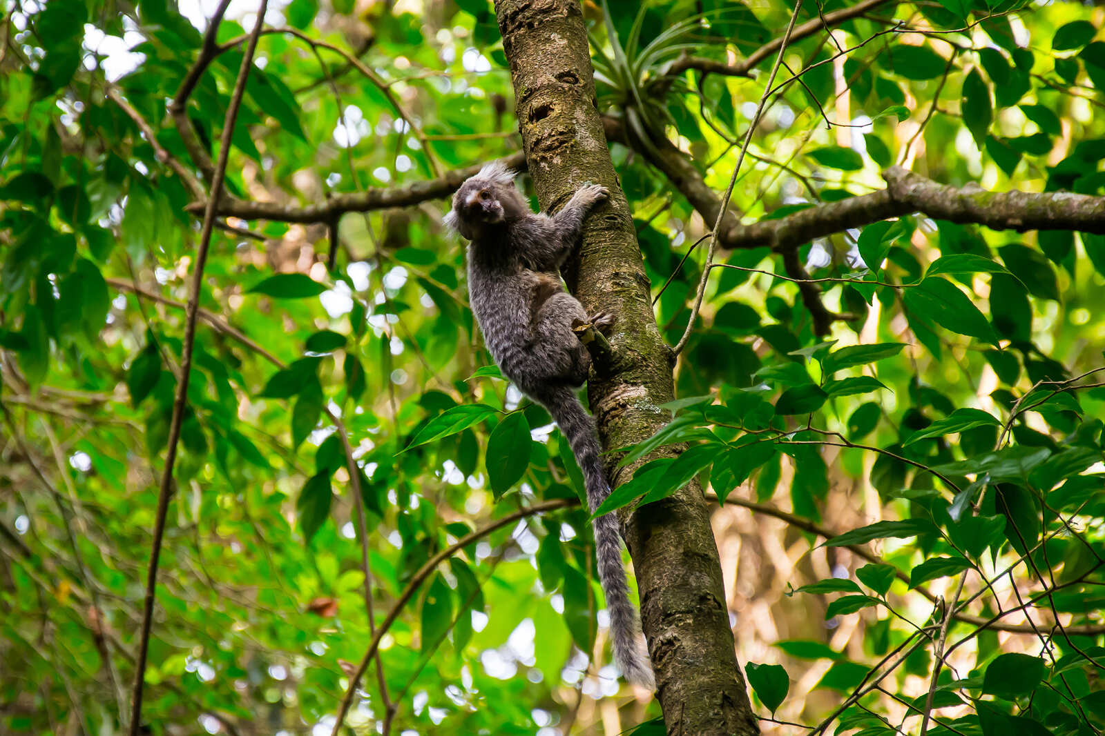 Карнавал В Бразилии(Уже Включены Перелеты По Программе!) (11/54)