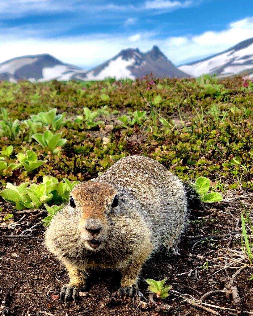 В гости к Вулканам, Авачинский перевал, экструзия «Верблюд» (2/17)