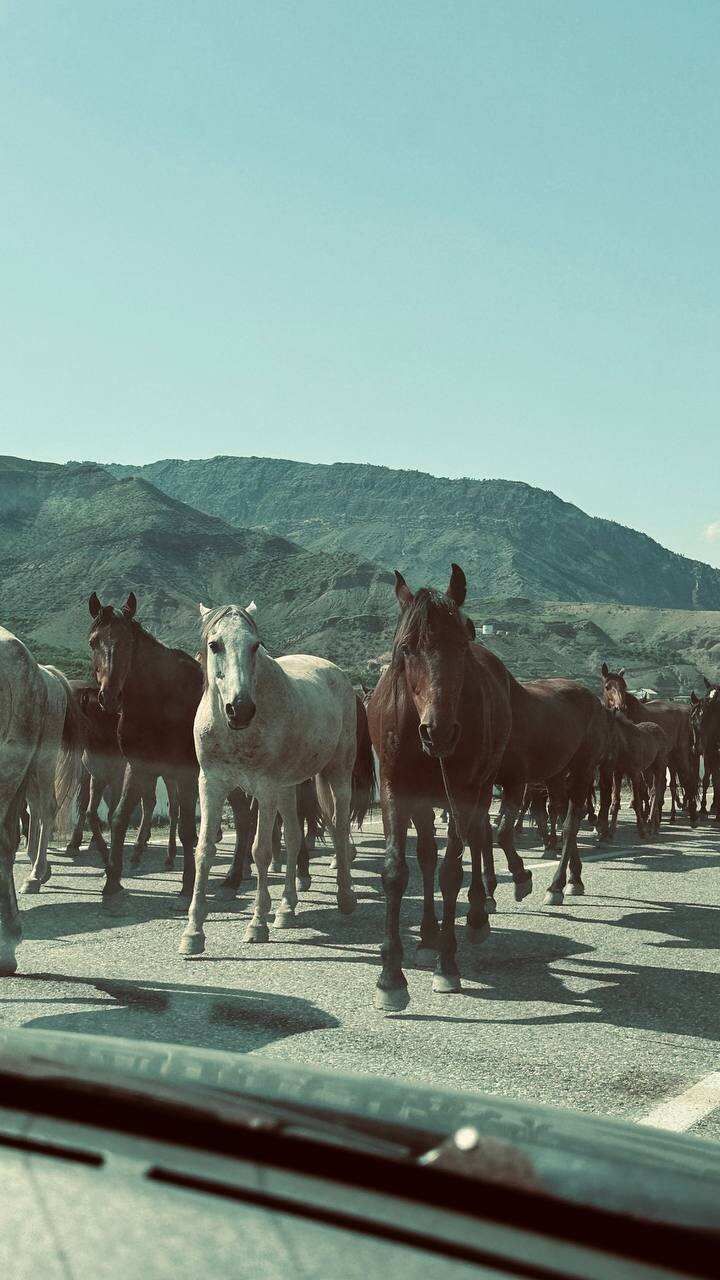 Твой Дагестан за 3 дня (23/36)