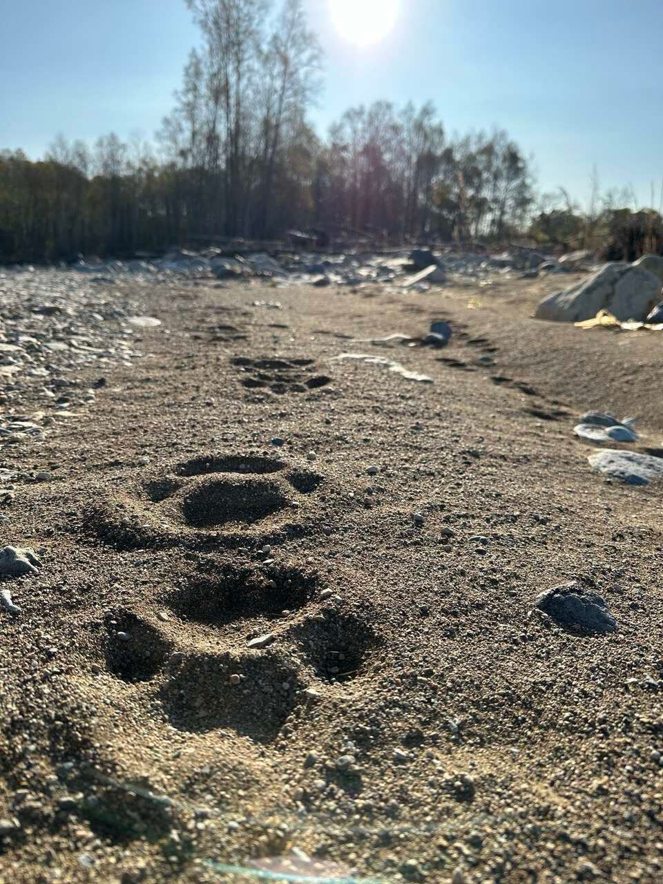 На поиски амурского тигра! Русское зимнее сафари.