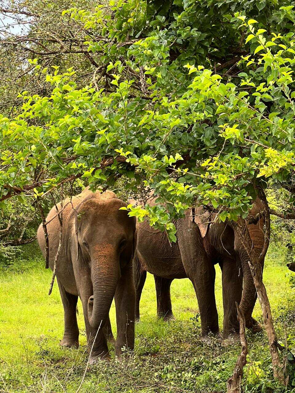 Сафари Яла забираем из любого города Шри-Ланки (9/9)