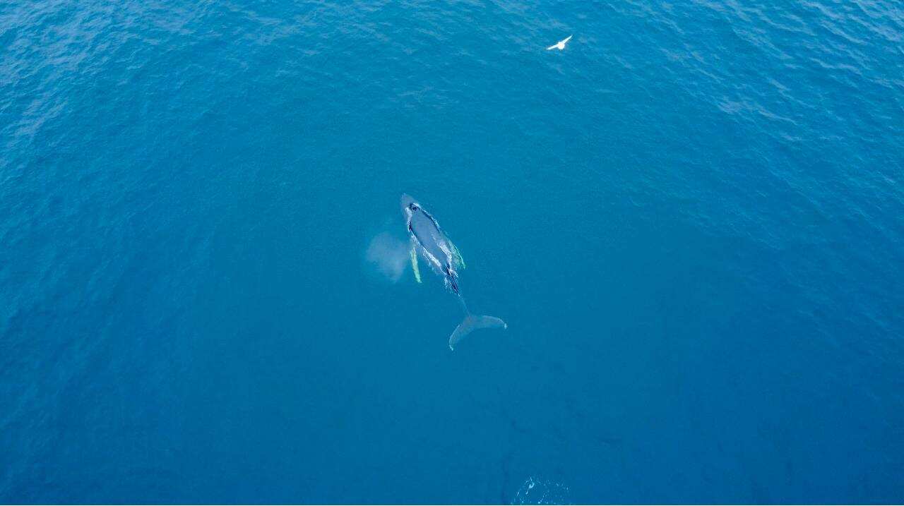 Жизнь на корабле! Киты, Териберка (13/34)