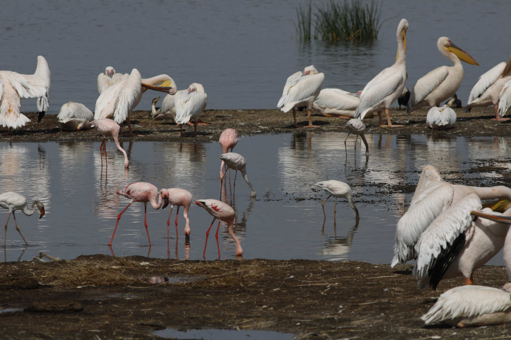 Четырехдневное сафари по сердцу Кении (3/18)