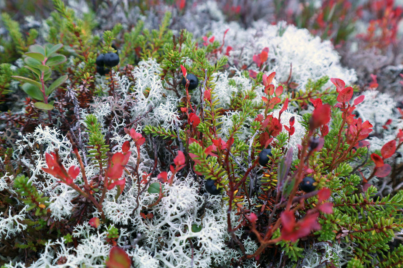 Премиум-глемпинг, этнодеревня и Кировск, Териберка и Мурманск (11/52)