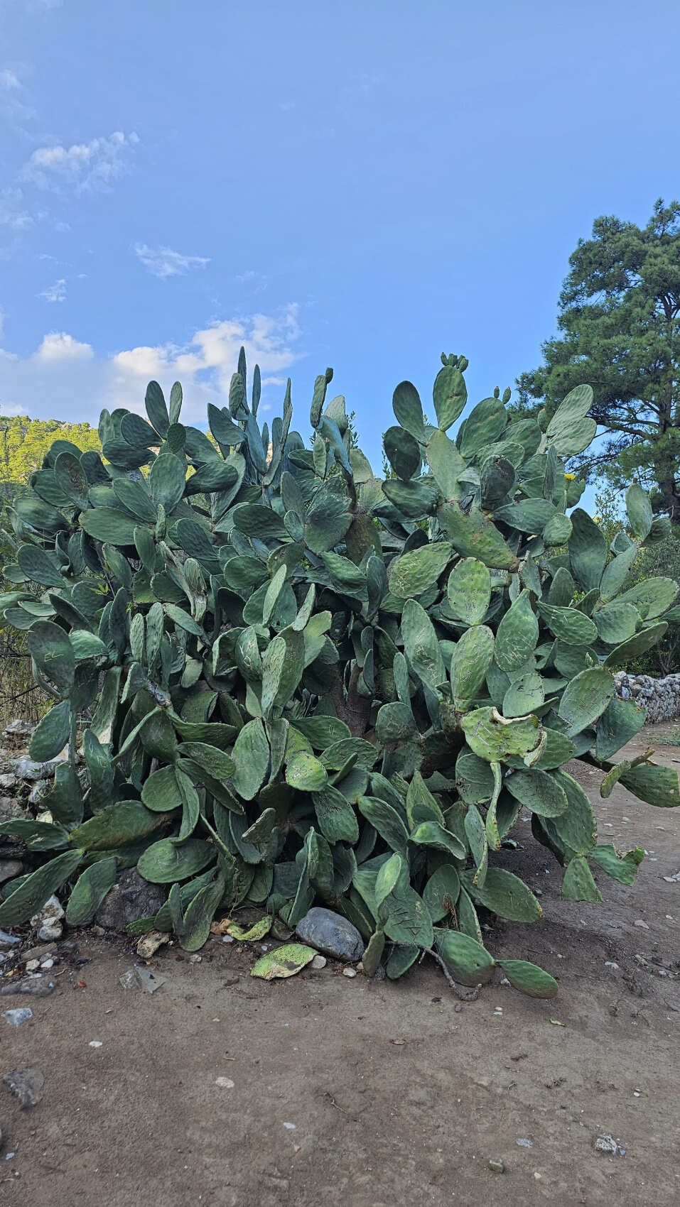 Треккинг по Ликийской тропе (без рюкзаков) (27/53)