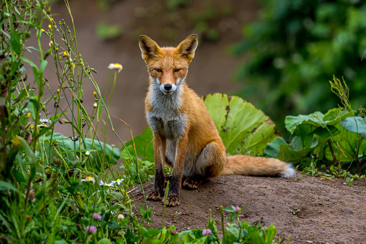 Четыре вулкана Курильских островов. Путешествие на другую планету (80/186)