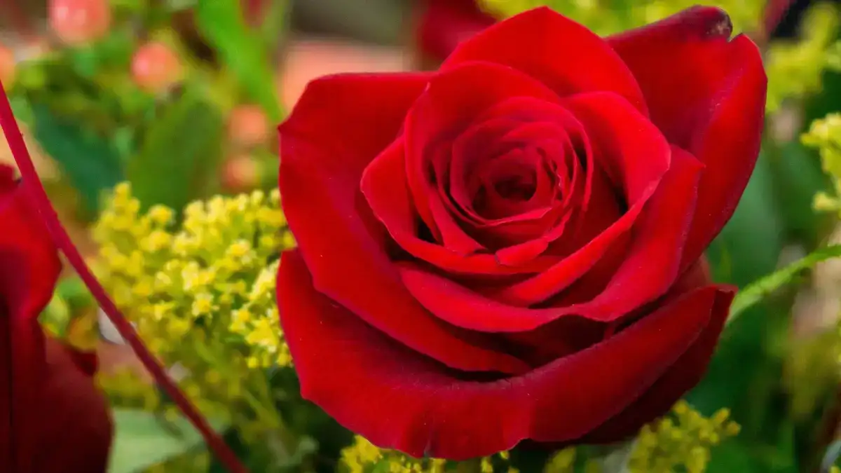 Эквадорские Анды, природа и культура (4/31)