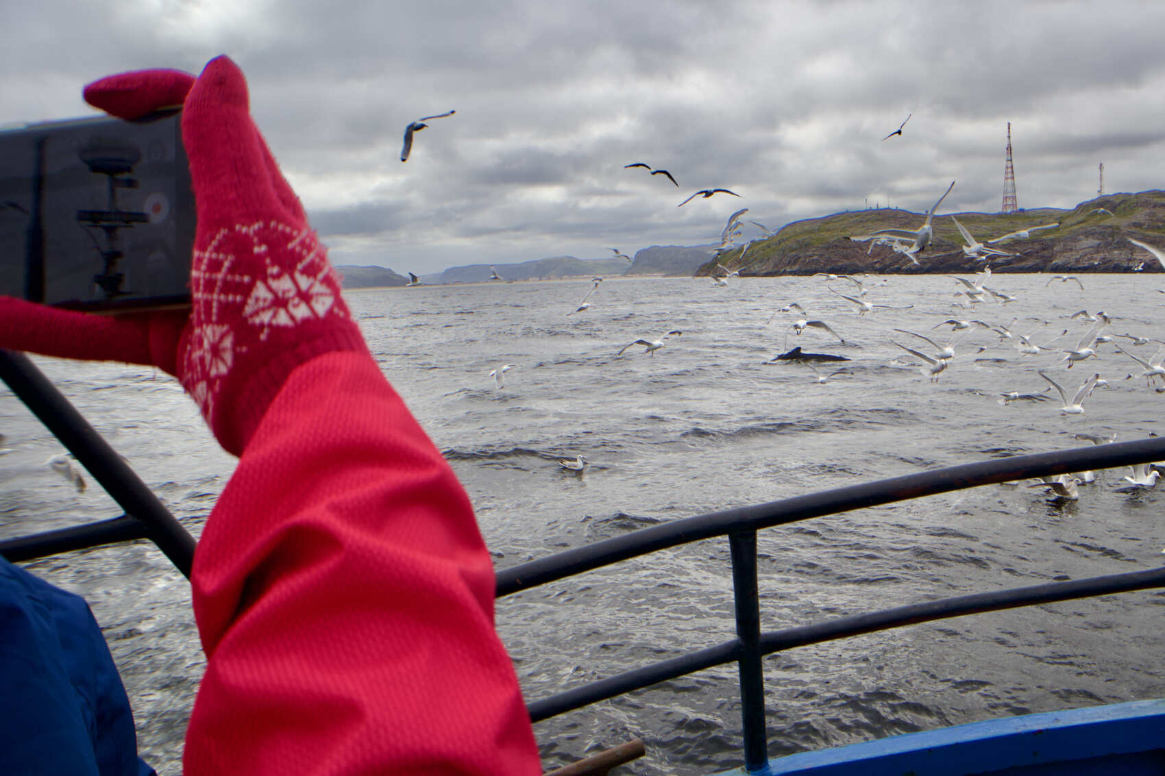 На китов в Териберку и Мурманск (группа до 8 чел.)