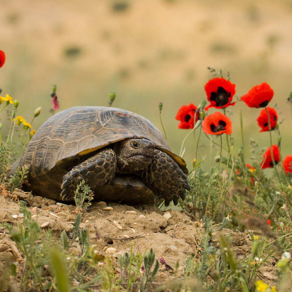 ОТКРЫВАЕМ МАНГИСТАУ - путешествие по геологии, Бозжира и Жыгылган (4/45)