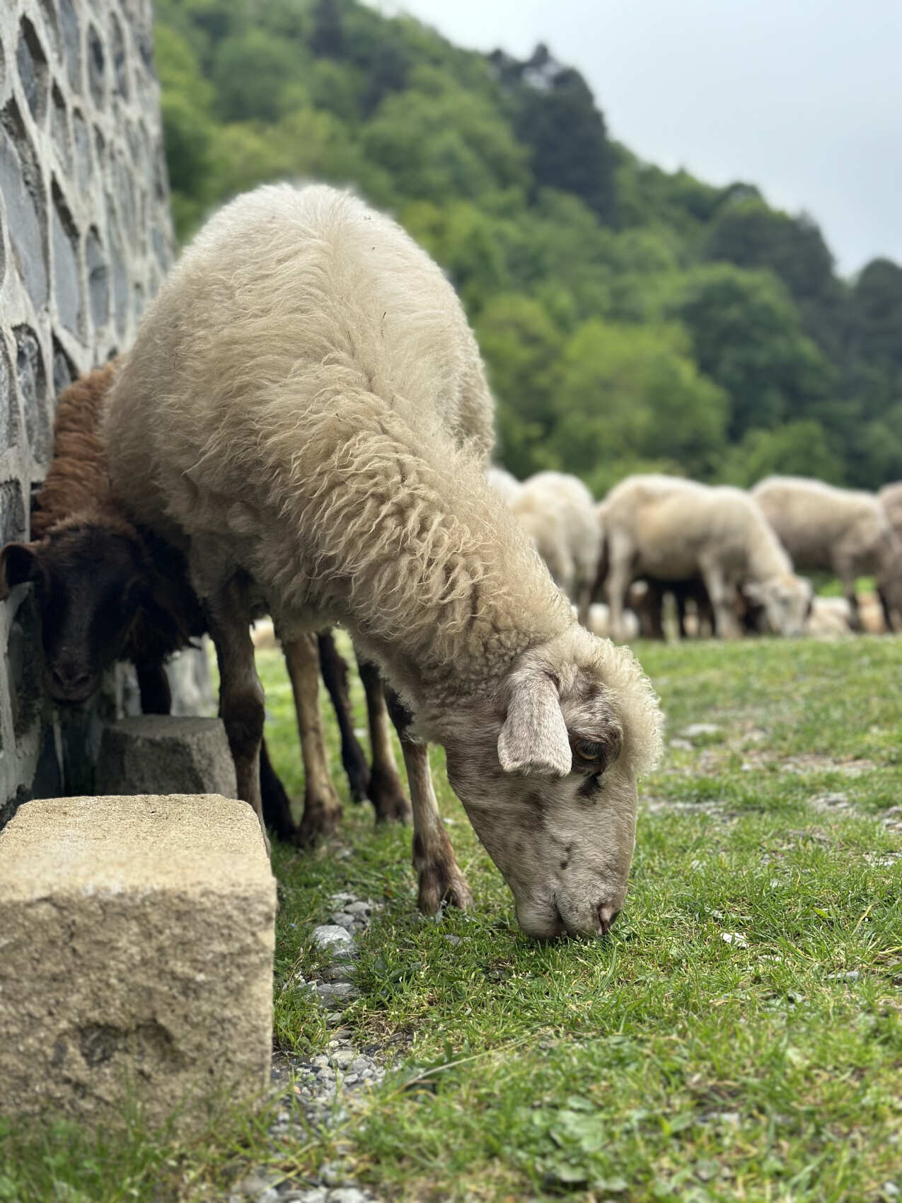 Увидеть весь Азербайджан за 8 дней (87/201)