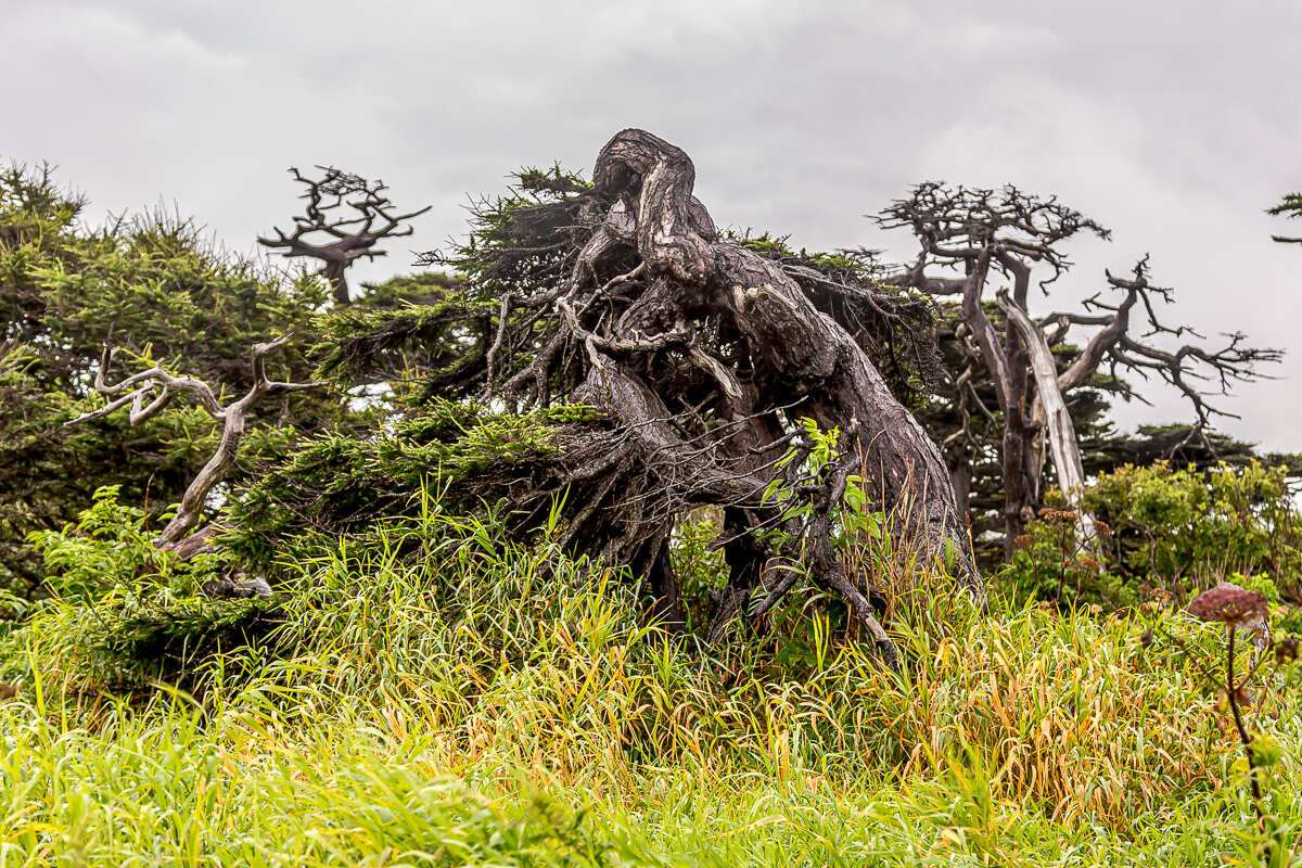 Сахалин, Итуруп, Шикотан и Кунашир с вулканом Тятя. Путешествие на другую планету (45/271)