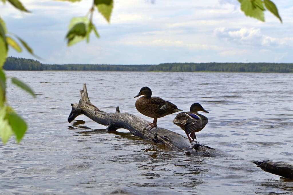 Поход Дорога в Лавру Московское море, (10/13)