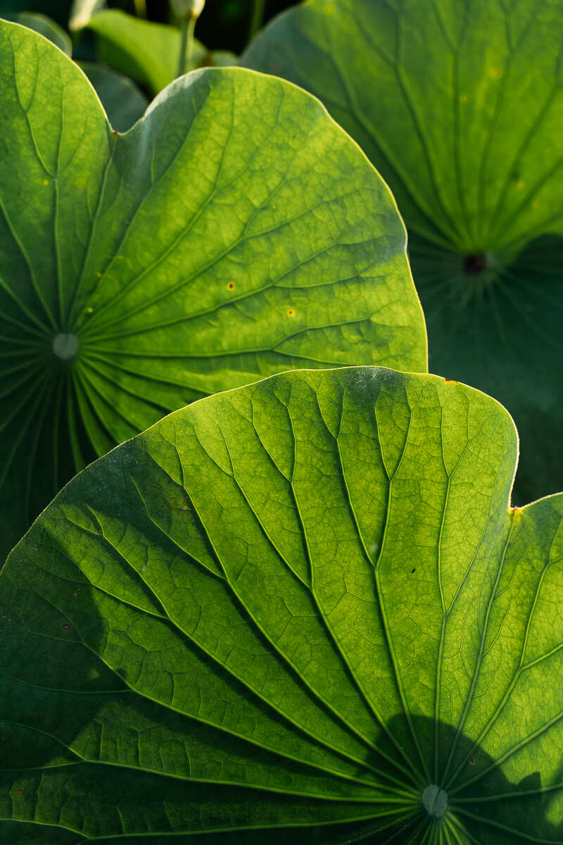 Цветение Лотосов В Дельте Волги (8/21)