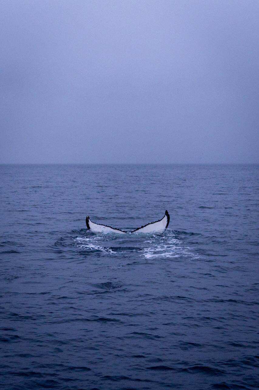 Жизнь на корабле! Киты, Териберка (11/34)