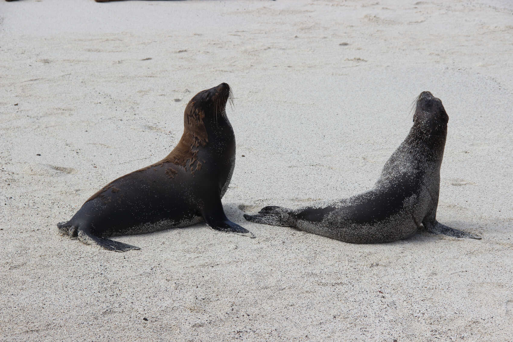 7-дневный бюджетный тур по Галапагосским островам в Сан-Кристобале (2/7)