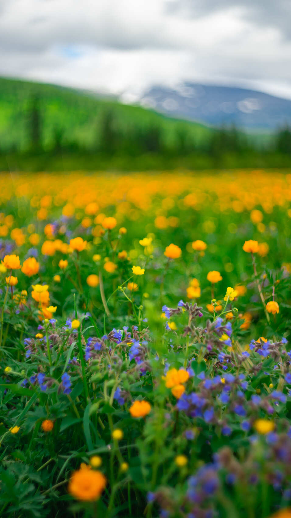 Путешествие Золотое кольцо Алтая обратный маршрут (11/32)