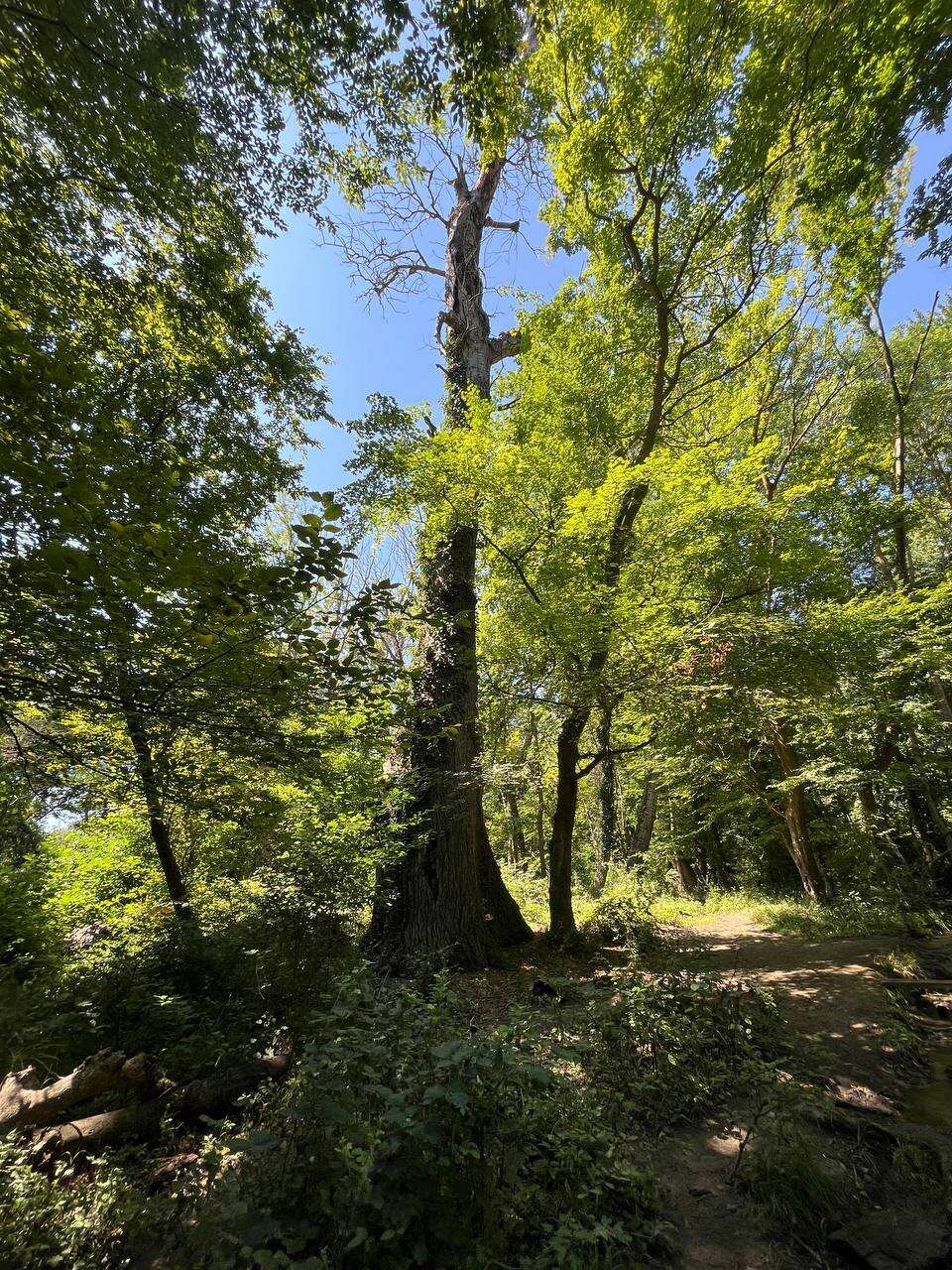 Самурский лес (7/8)