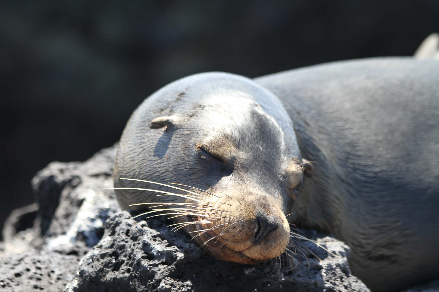 8-дневная прогулка по Галапагосским островам в Санта-Круз и Исабеле (8/31)