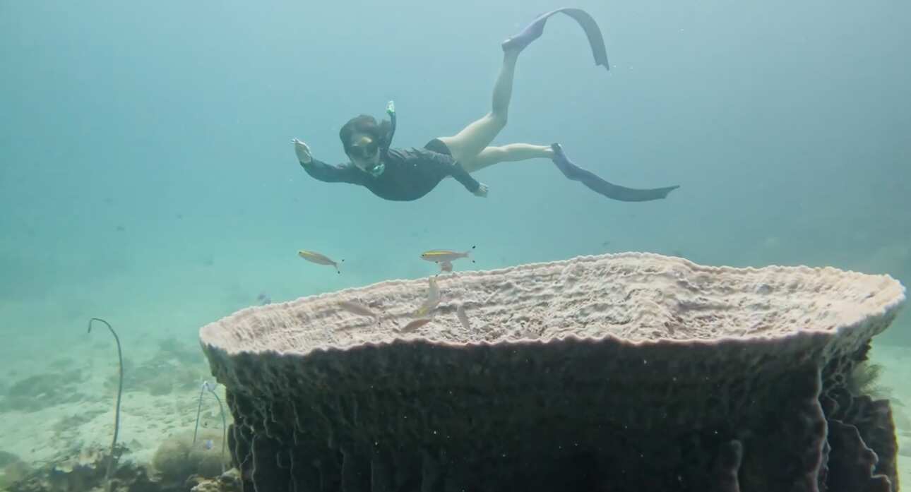 Путешествие на необитаемые острова архипелага Phi Phi. Сноркелинг с черепахами (32/41)